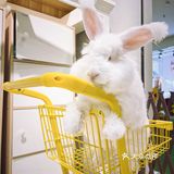 深圳首家｜遇见萌宠体验馆🐰