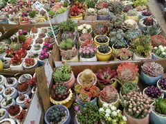 -龙大花卉苗木市场