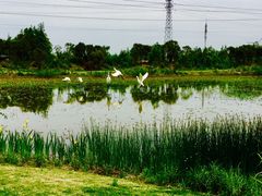 -上海长兴岛郊野公园