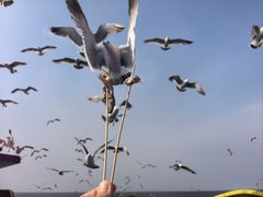 -海驴岛(荣成市)