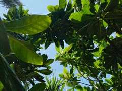 -Green Lobster Waskaduwa Seafood Restaurant