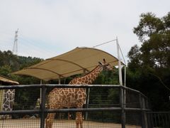 -泉州海丝野生动物世界