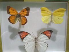 -上海昆虫博物馆