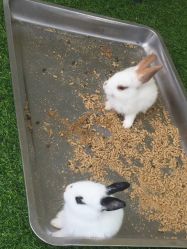 -萌宠亲子动物乐园(槐房万达店)