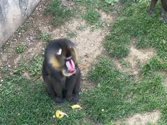 -大连森林动物园