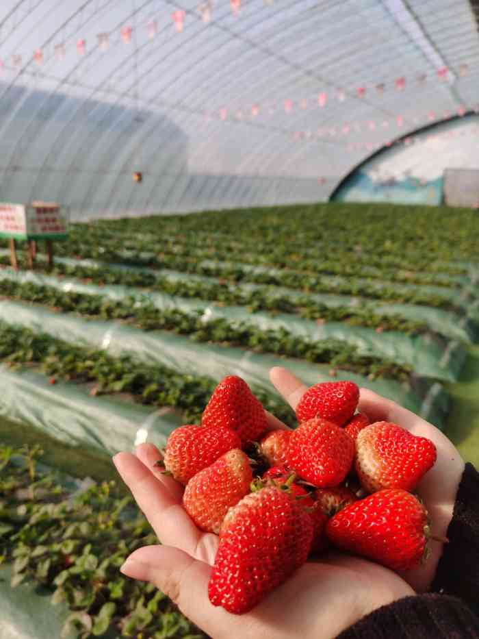 龙德李生态园-"第一,二,三次来了,每次都会住一晚上,放.