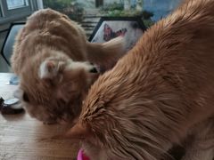 -猫小院猫主题咖啡厅(北锣店)