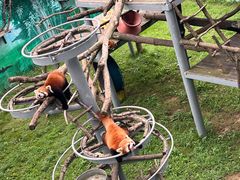 -西霞口神雕山野生动物世界