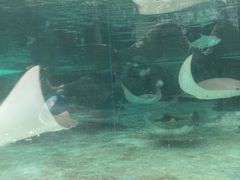 -新加坡水上探险乐园