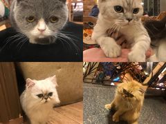 -more than meow吴止猫主题餐厅(承德 中船汇店)