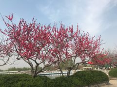 -石家庄市植物园