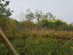 -武清南湖绿博园