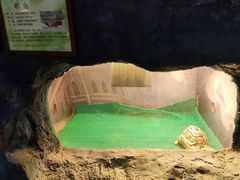 -上海大自然野生昆虫馆(东方明珠·爬宠昆虫探索中心)