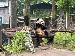 -都江堰中华大熊猫苑