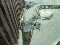 -上海大自然野生昆虫馆