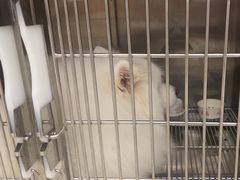 -瑞鹏宠物医院·骨科·猫科·内科(第一中心)