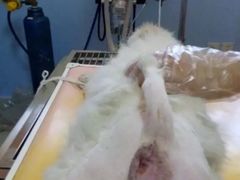 -瑞派福兴宠物医院犬猫全科·骨科·中西医结合(河东店)