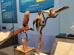 -国家自然博物馆