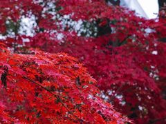 -深业半汤御泉庄温泉