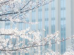 -西北湖绿化广场