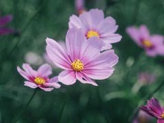 -厦门园林博览苑