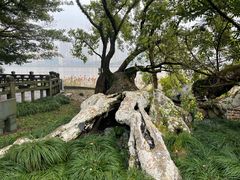 -江心屿景区
