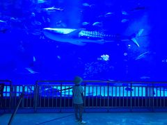 -烟台海昌鲸鲨海洋公园