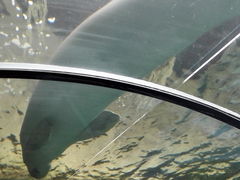 -悉尼海洋生物水族馆