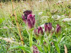 -白草畔自然风景区