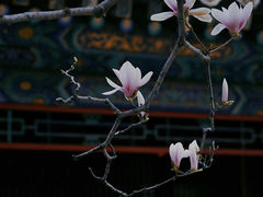 -潭柘寺景区