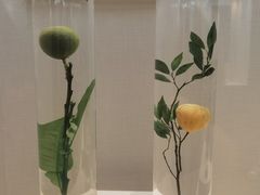 -广东中医药博物馆