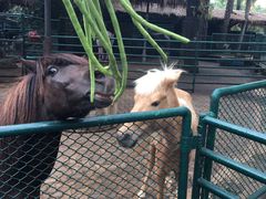 -海南热带野生动植物园
