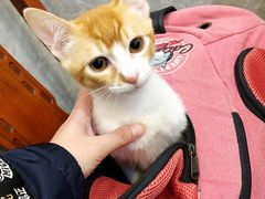 -爱侣宠医·鹦鹉专科·小型哺乳类·异宠专科(灵石路店)