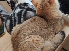 -有喵·猫咖·狗咖·30几只猫10只小狗(岗厦店)