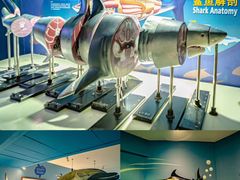 -烟台海昌鲸鲨海洋公园