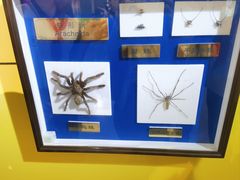 -上海昆虫博物馆