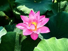 -莲花池公园