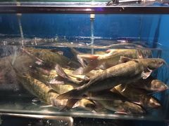 -老板恋上鱼(恒隆广场店)