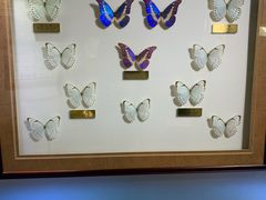 -上海昆虫博物馆