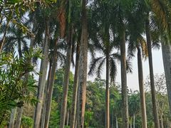 -中国科学院西双版纳热带植物园