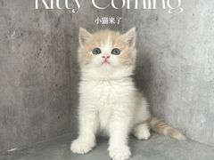 -小猫来了·猫舍(红山六九七九店)