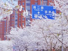 -高东镇樱花园