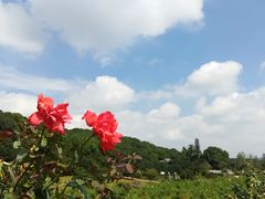 -龙寺生态园
