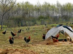 -龙湖东院农庄(乡间小路店)