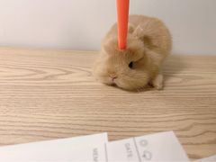 -MOYOYO猫咪咖啡店