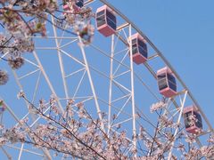 -顾村公园