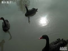 -溱湖国家湿地公园