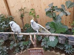 -南宫五洲植物乐园