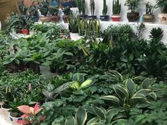 -秦美花卉(天朗·莱茵小城2期店)