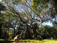 -瑞丽独树成林风景区